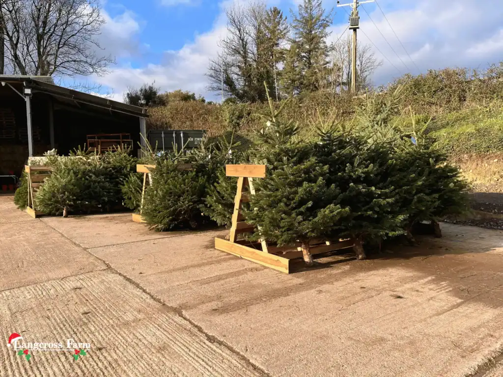 Flocked Christmas trees for sale at Langcross Farm ready for festive decorations.