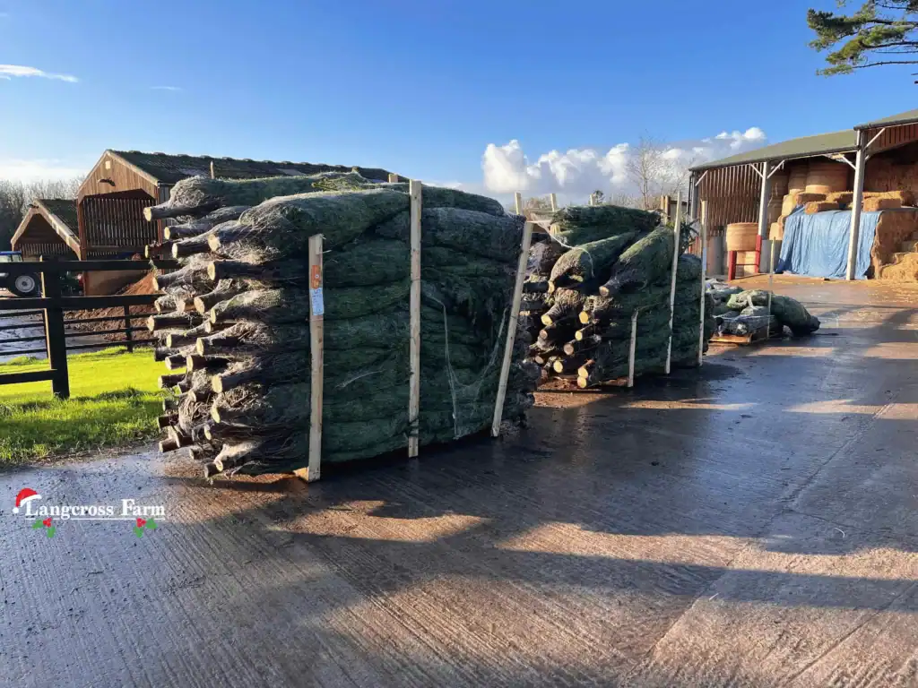 Felled evergreen trees stacked in yard at Langcross Farm, UK.
