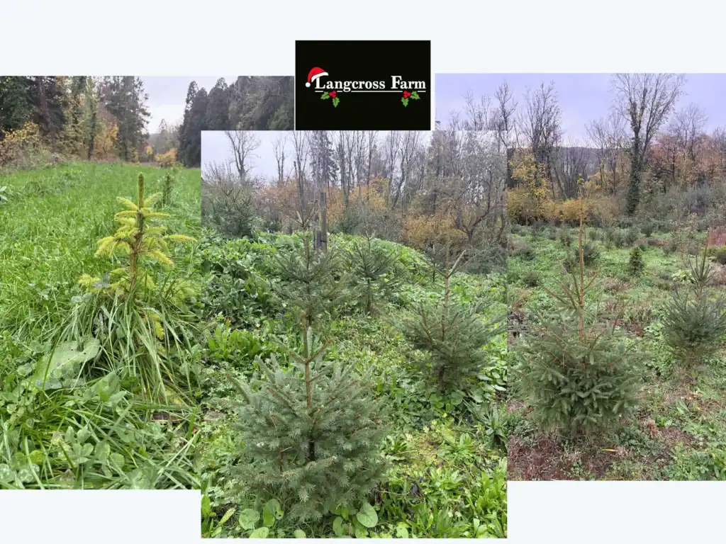 Evergreen conifer trees at Langcross Farm, lush green landscape, ideal for woodland and garden planting.