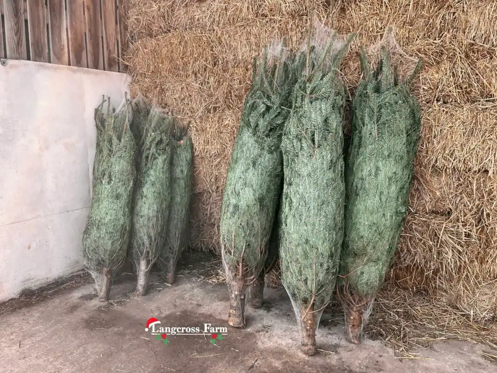 Freshly cut Christmas trees stored at Langcross Farm, highlighting our quality UK-grown festive greenery.