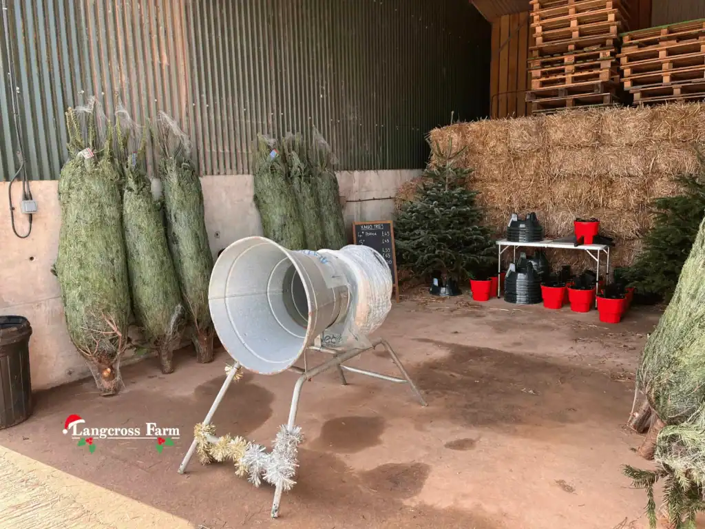 Freshly cut Christmas trees, festive tree stands, and holiday decor at Langcross Farm's seasonal shop.