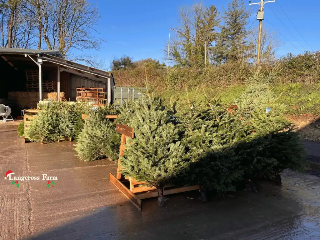 Fresh Christmas trees at Langcross Farm for seasonal sale.